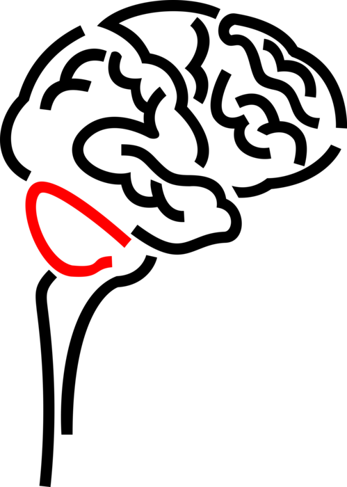 Vector Illustration Of Human Brain Organ Serves As (499x700), Png Download