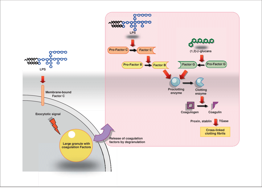 Overview Of The Coagulation Cascade In Horseshoe Crabs - Coagulation Cascade Horseshoe Crab (850x612), Png Download