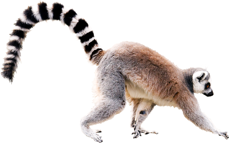 Lemur Png, Download Png Image With Transparent Background, - Ring Tailed Lemur On White Background (777x608), Png Download