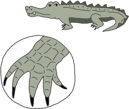 Alligator Dream Meaning - Alligator Toe Clipart (600x600), Png Download