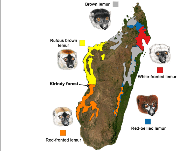 Map Of Madagascar Showing The Distribution Of Eulemur - Map Of Madagascar (850x585), Png Download