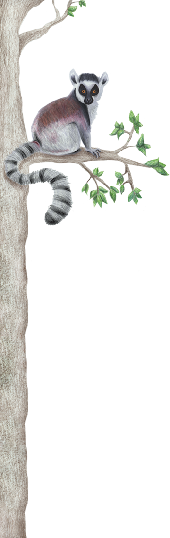 Illustration Of Ring-tailed Lemur Sitting In Tree - Madagascar Cat (350x1108), Png Download