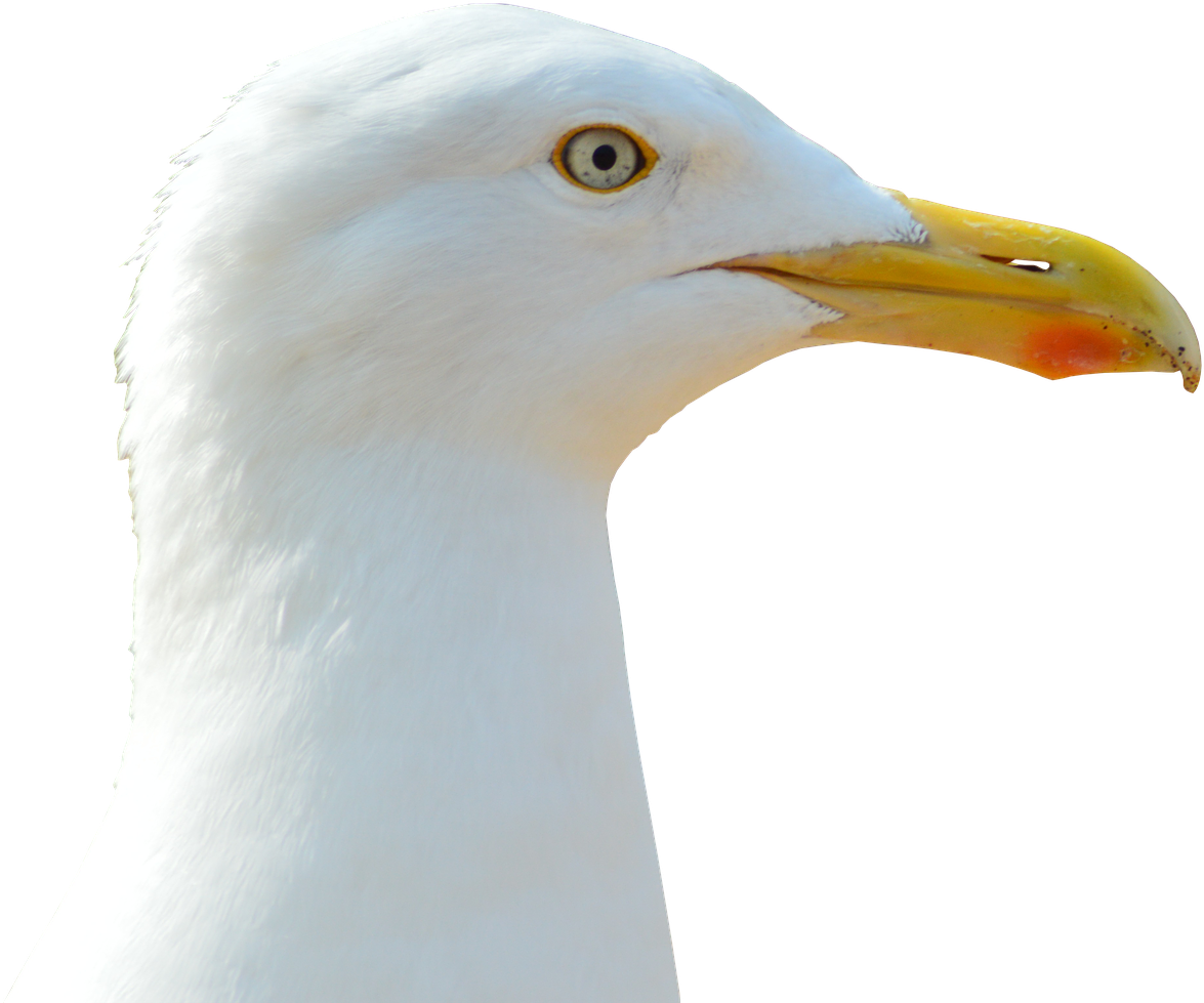 Seagull, Bird, Water Bird, Close, Seevogel, Bill, Birds - Птица С Буквата А (866x720), Png Download