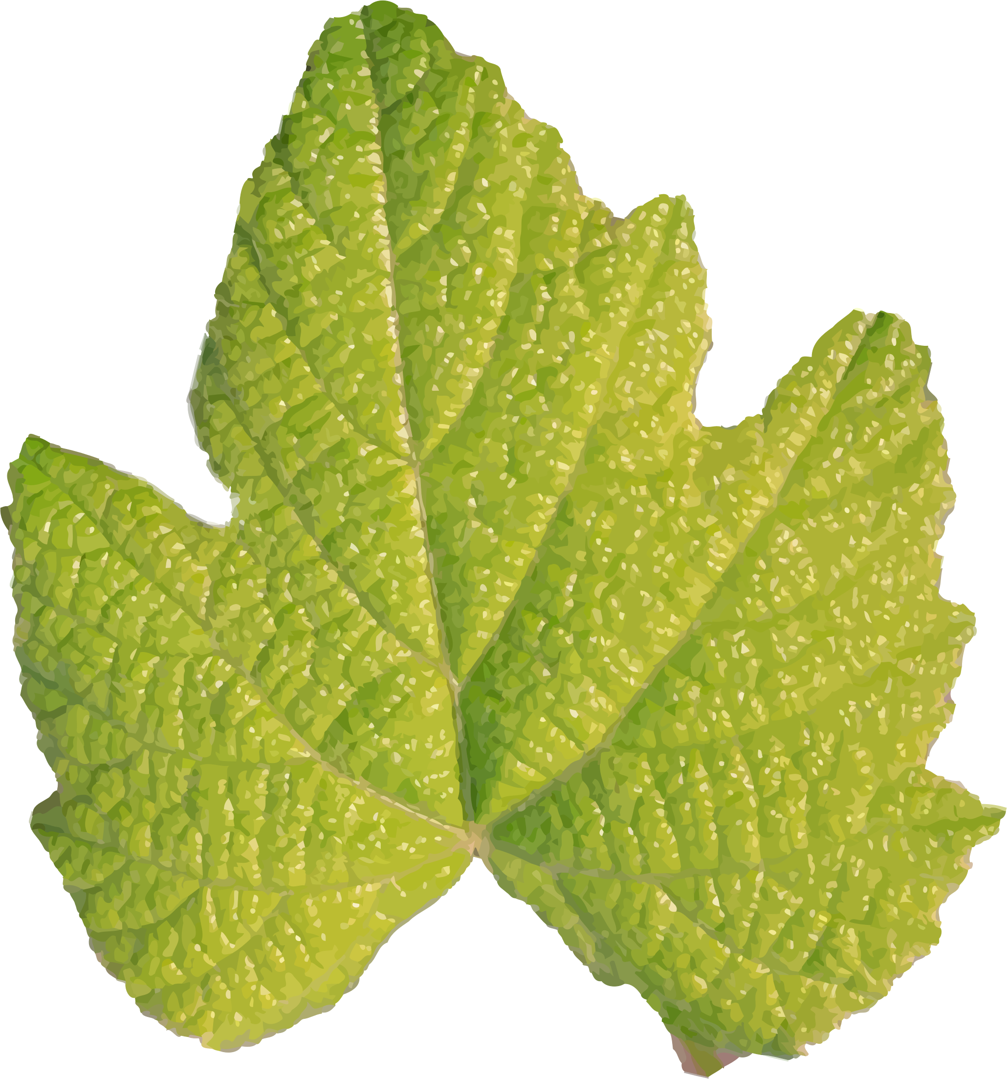 This Free Icons Png Design Of Leaf No Stem (2060x2206), Png Download