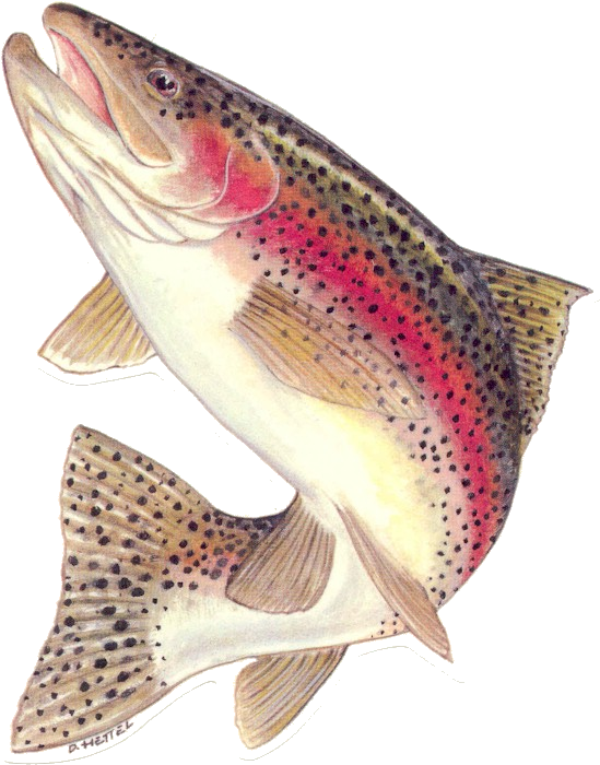 Bataan Lake Fly Fishing Report 03/03/2009 - Jumping Rainbow Trout (576x726), Png Download