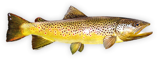 Brown Trout - Fly Fishing (550x275), Png Download