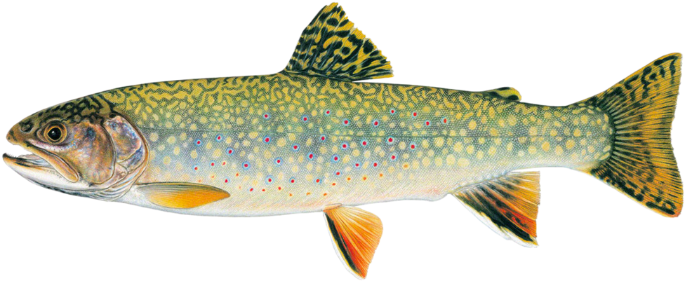 Stream Brook Trout - Brook Trout Versus Rainbow Trout (1000x460), Png Download
