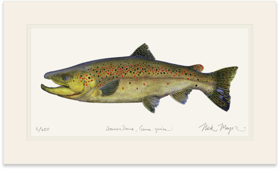 Brown Trout - Landlocked Salmon Or Rainbow Trout (1023x664), Png Download