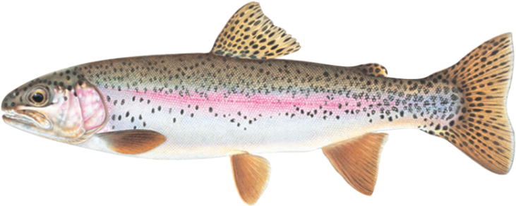 Trout - Facts About Rainbow Trout (750x308), Png Download