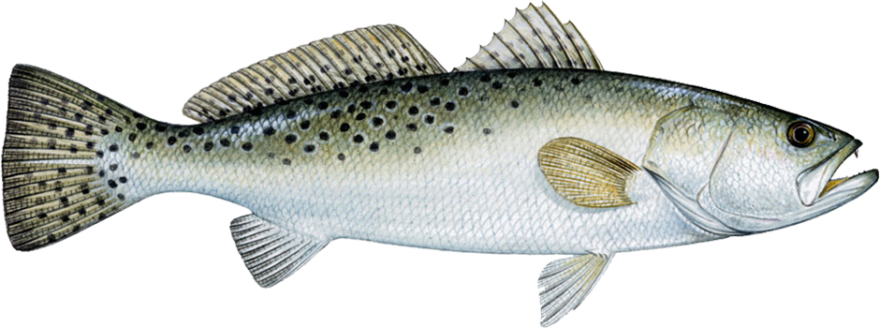 Speckled Trout Species - Speckled Trout (880x328), Png Download