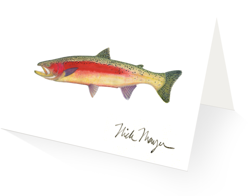 New Zealand Rainbow Trout - Rainbow Trout (1024x825), Png Download