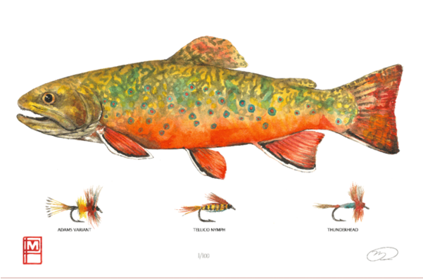 Brooke Trout Print - Brook Trout (600x600), Png Download
