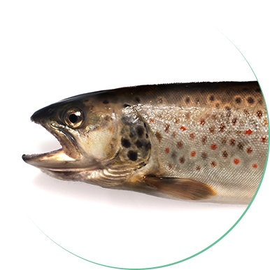 Brown Trout - Forellenarten (400x400), Png Download