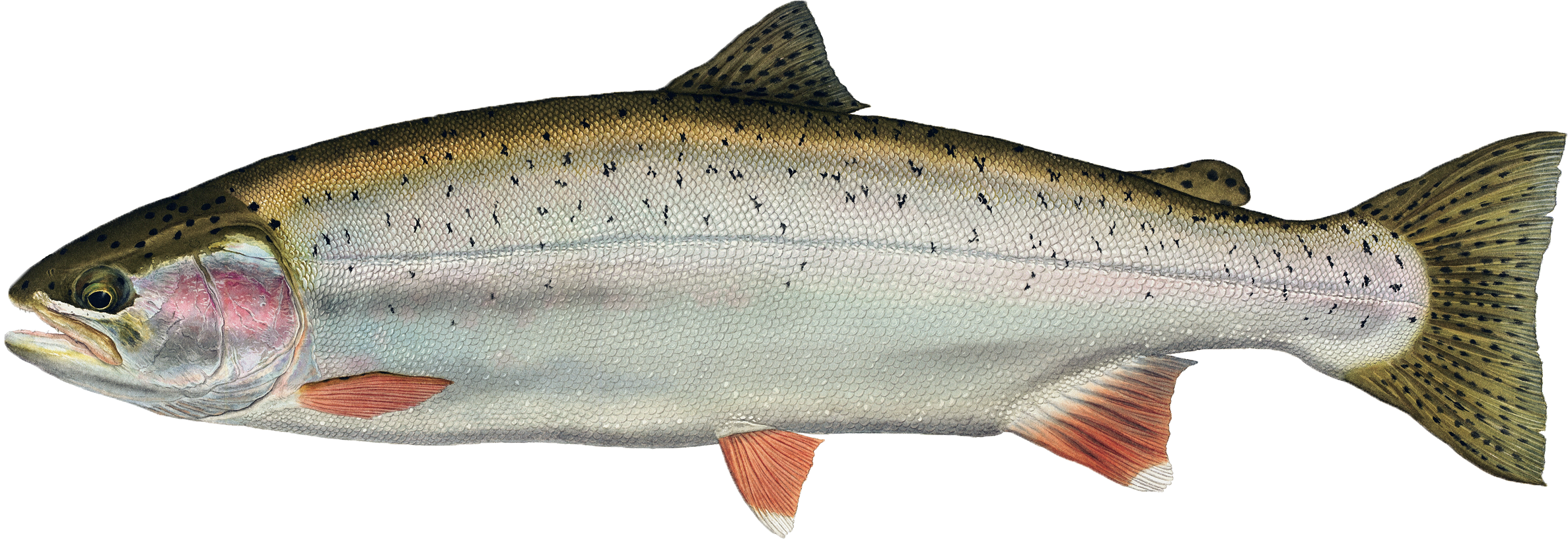 Trout Drawing Fresh Water Fish - Freshwater Fish Png (2374x818), Png Download