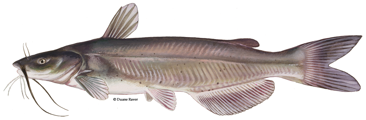 Channel Catfish Png (1256x412), Png Download