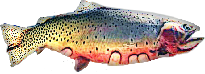 Scfish Fish Rainbow Trout Sticker - Coastal Cutthroat Trout (664x240), Png Download