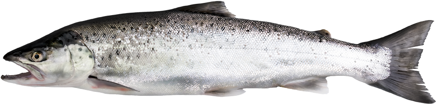 Salmon Trout - Forellenart (1056x616), Png Download