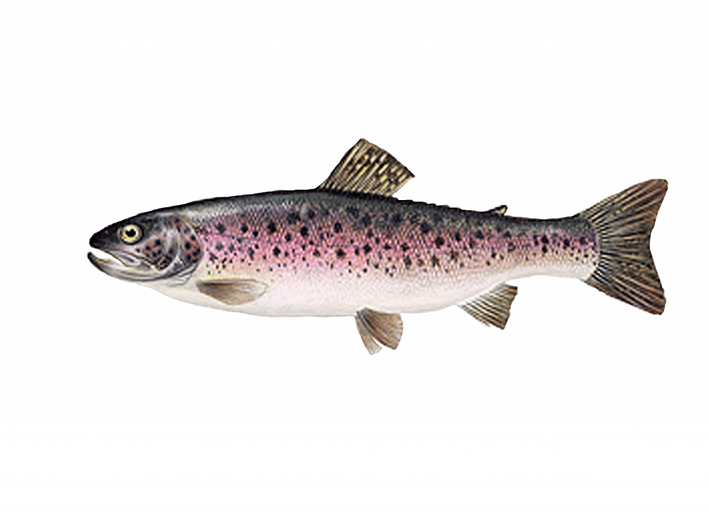 Rainbow Trout - Regnbueørred (1024x741), Png Download
