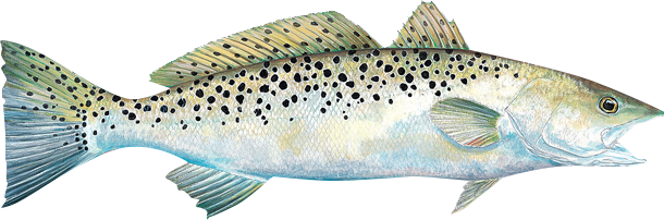 Venice Trout Fishing - Spotted Seatrout (610x202), Png Download