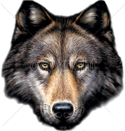 Wolf Head Png - Da Saga Crepusculo Jacob Lobo (420x420), Png Download