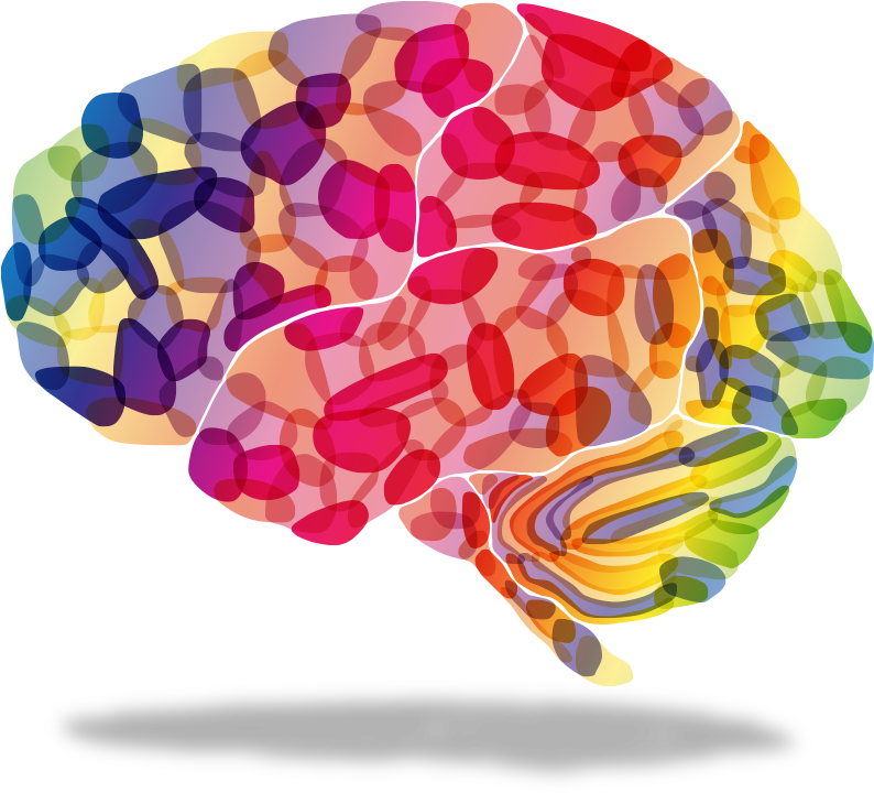 Research And Education Of New Therapies For The Treatment - Colorful Brain Transparent Background (794x720), Png Download