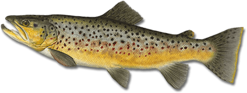 Free Png Fish Png Images Transparent - Brown Trout (850x321), Png Download