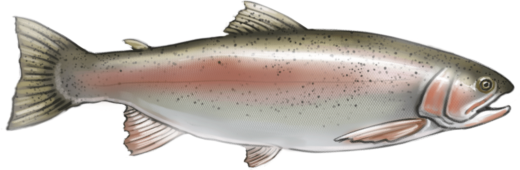 Rainbow-trout - Coastal Cutthroat Trout (1781x585), Png Download