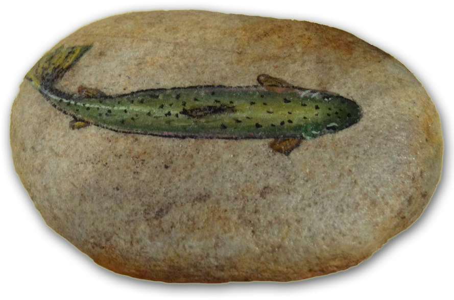 Painted Rock $15 - Trout Painted Rock (888x595), Png Download