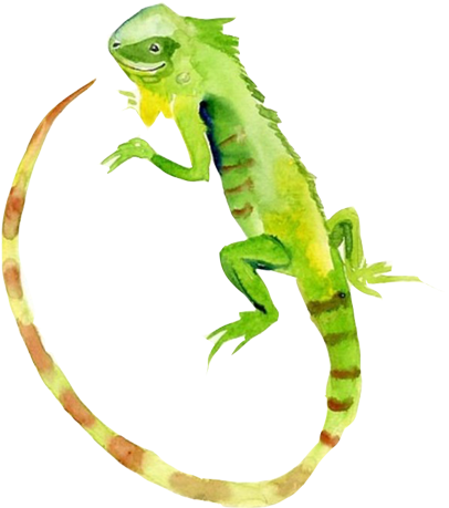 Lizard Watercolour Flowers Green Iguana Reptile Watercolor - Iguana Watercolor (500x500), Png Download