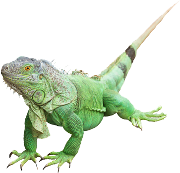 Iguana Png Photos - Iguana Verde Png (494x355), Png Download