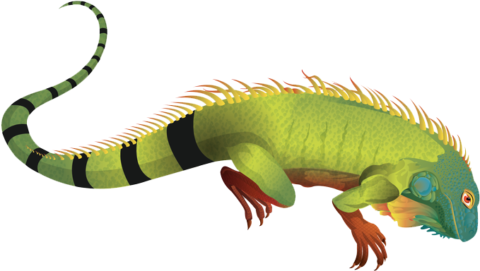Download Iguana Clipart Downloadable Iguana Png Png Image With No Background Pngkey Com