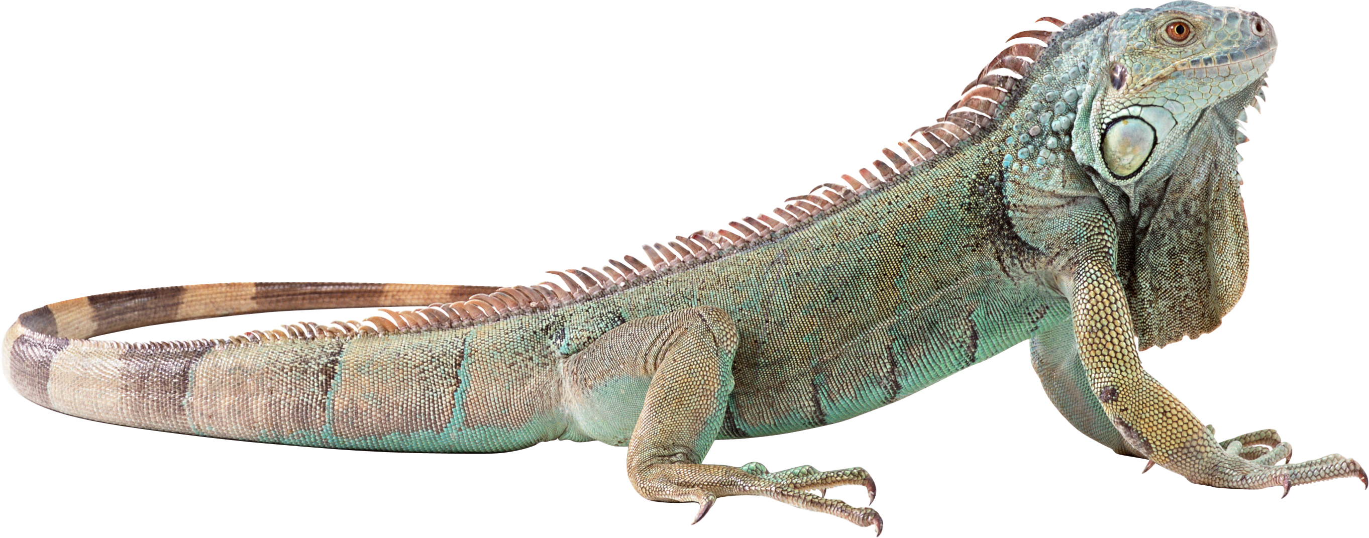 Svg Freeuse Lizard Png Picture Web Icons - Green Iguana No Background (2725x1071), Png Download