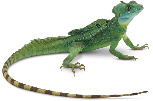 Lizard Png Hd - Lizard Png (640x454), Png Download
