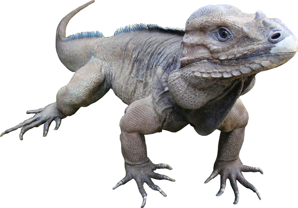 Animala Rare Rhinoceros Iguana - Rhinoceros Iguana (1018x713), Png Download