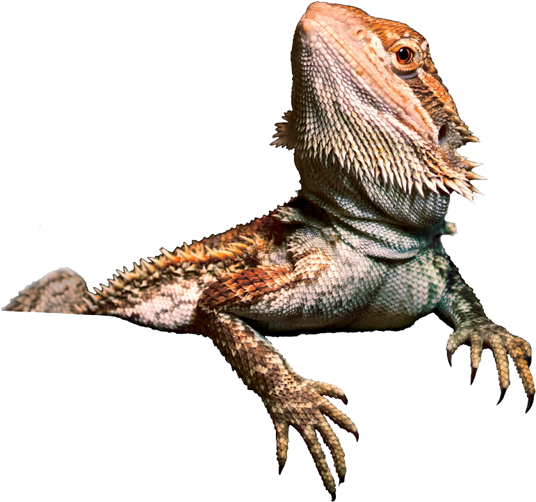 Bearded Dragon Png Transparent Image - Bearded Dragon Clip Art (1024x768), Png Download