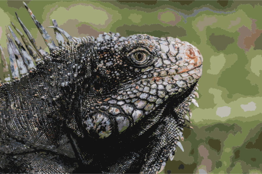 Download Zazzle 1920px-iguanidae Head From Venezuela - 1920px-iguanidae Head From Venezuela (900x599), Png Download
