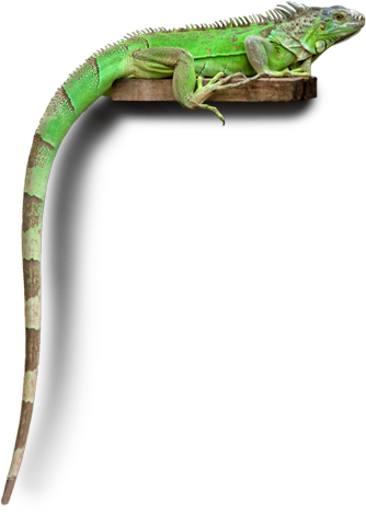 Social Responsibility - Carolina Anole (353x506), Png Download