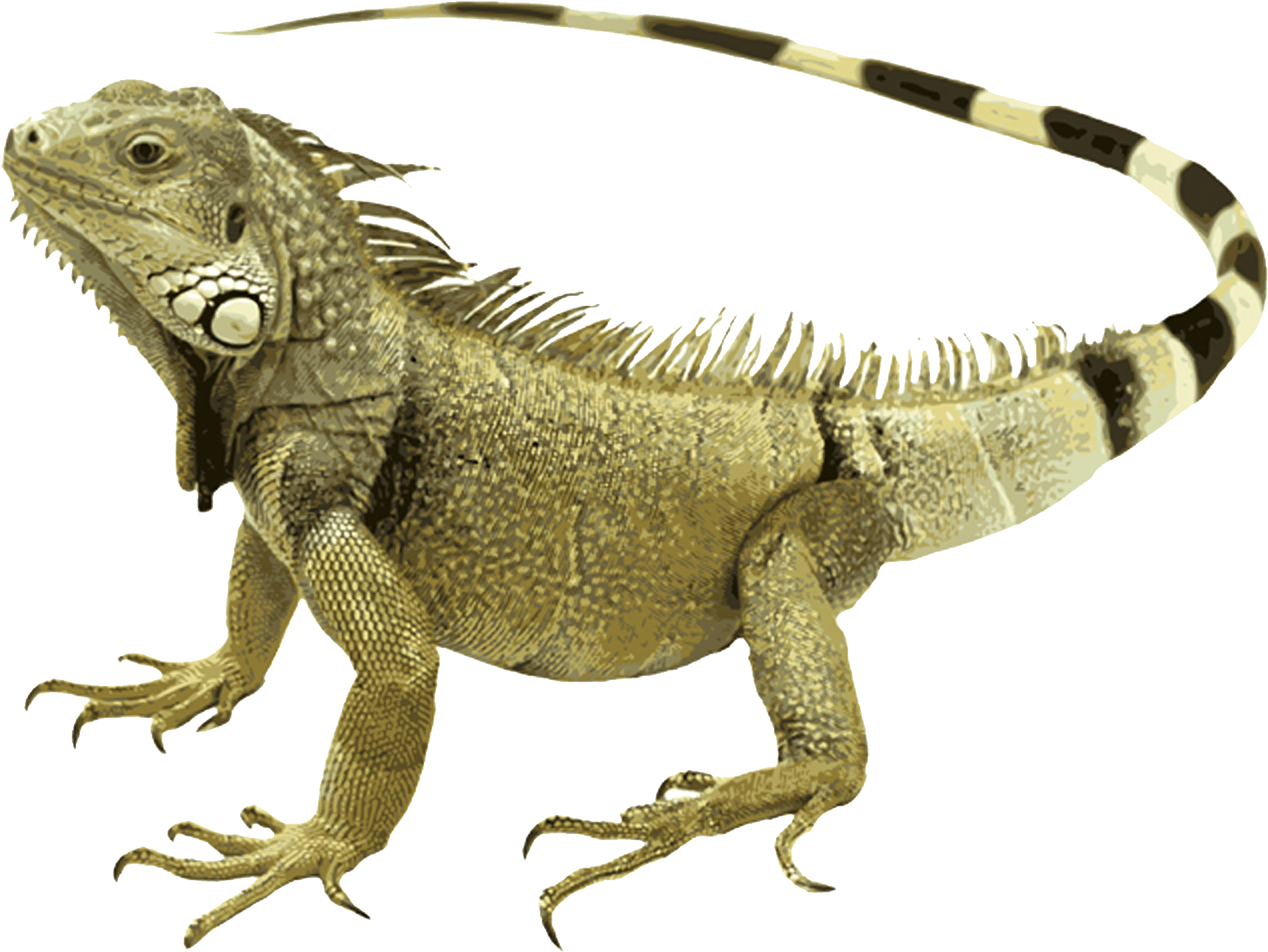 Iguana - Iguana Animal (3098x2294), Png Download