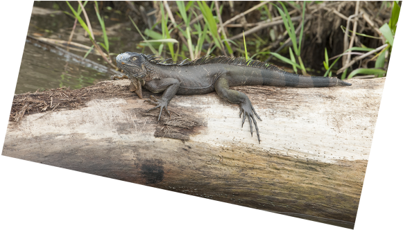 Previous / Next Image - Agama (1000x497), Png Download