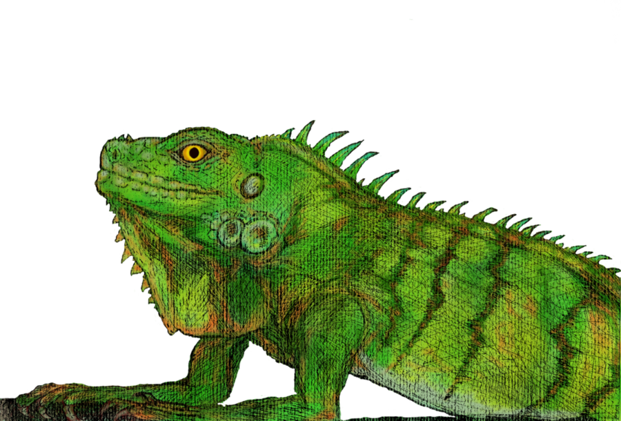 Green Iguana (900x610), Png Download
