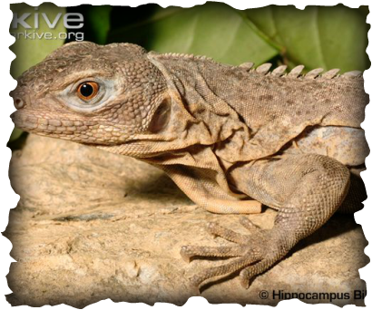 Ctenosaura Palearis (410x342), Png Download