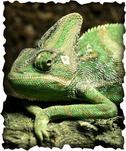 Veiled Chameleon, Chamaeleo Calyptratus, Invasive Species, - Chameleon Hawaii (442x530), Png Download
