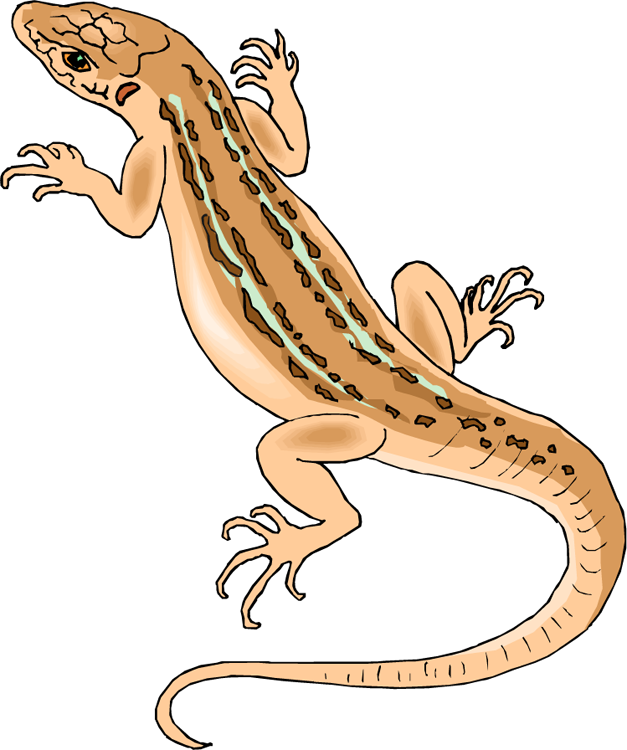 Image Transparent Library Free Lizard Clipart - Clip Art Of Lizard (627x750), Png Download