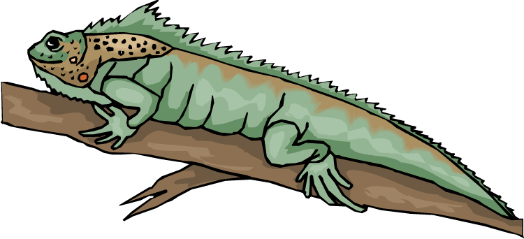 Iguana Clipart - Bearded Dragon Lizard Clipart (750x342), Png Download