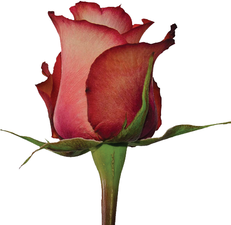 Iguana - Prev - Floribunda (471x484), Png Download