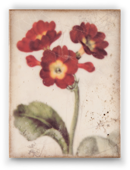 Through The Looking Glass - Fairy (552x720), Png Download