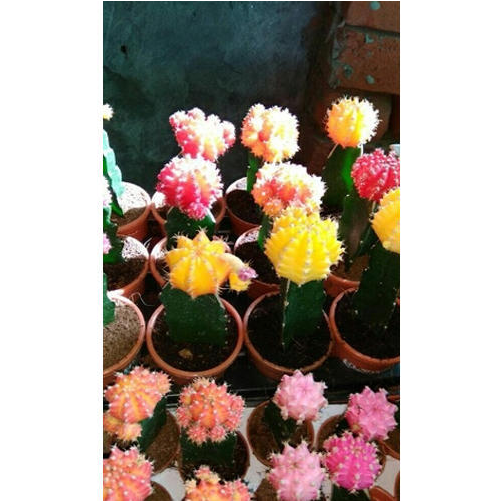 Cactus (800x800), Png Download