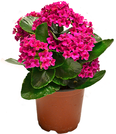 Kalanchoe Kalanchoe Plant - Kalanchoe Png (400x472), Png Download