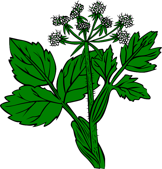 Plants Flower Flowers Plant - Ageratina Altissima Png (612x640), Png Download