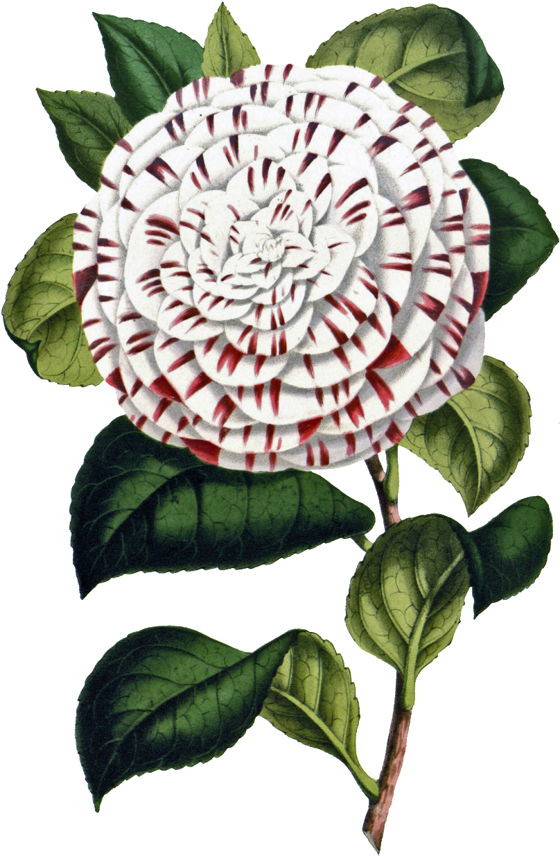 This Product Design Is Hand Painted White Big Flower - Flower (1024x1280), Png Download